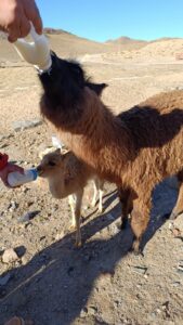Llamitas